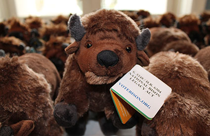 Along with bison burgers and bison-shaped cookies, attendees of the National Bison Day celebration in Washington, DC, each received a small, stuffed bison. (Nov. 2012) <b>©WCS</b>