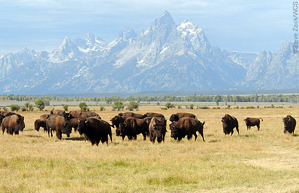 Bison are also found in national parks, wildlife refuges, state parks and on private lands. Additionally, bison production is an important economic driver in many states.